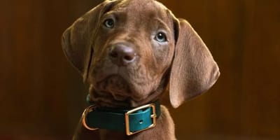 Netflix svela le prime immagini della sua serie live-action: «Scooby-Doo» è interpretato da un vero cane