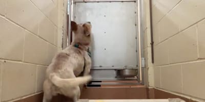 Dietro le sbarre: il video straziante della triste reazione di un cane alla solitudine