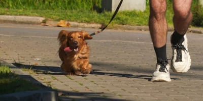 Mann bringt Fundhund ins Tierheim: Kurz darauf fliegt eine besonders fiese Masche auf!