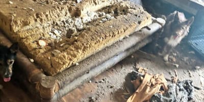 Zernagtes Bett mit den geretteten Hunden