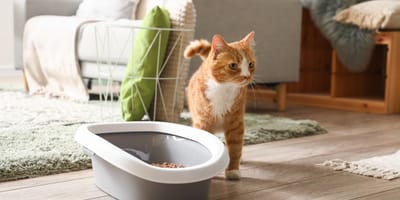 Ecco il peggiore posto della casa per la lettiera del tuo gatto