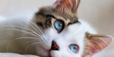 Cats link words to objects four times faster than human babies, study reveals
