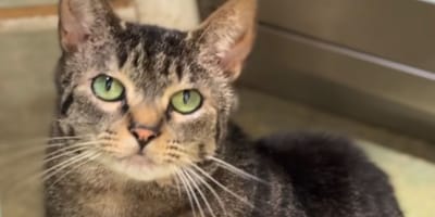 From timid cat to 'boss' of a vet clinic: Columbia's incredible comeback