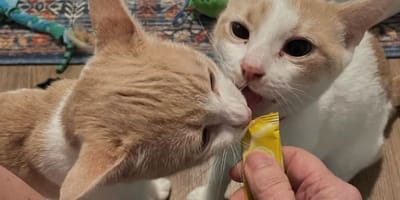 Gered uit een kruipruimte: onafscheidelijke kittens Ricky en Reggie maken een nieuwe start