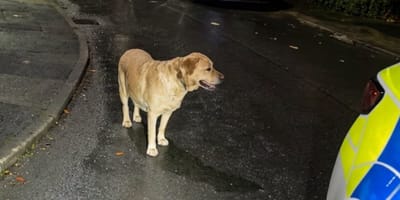 Ce Labrador abandonné lors d'une fuite guide la police jusqu'à la maison de son maître