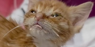 Katzenbaby Krümelsaurus
