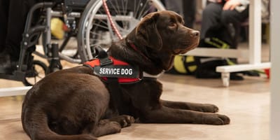 Chiens d'assistance : d'émouvantes retrouvailles avec leurs familles d'accueil juste avant la remise des diplômes