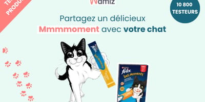 FELIX® Delimoments : L'instant de complicité irrésistible pour votre chat