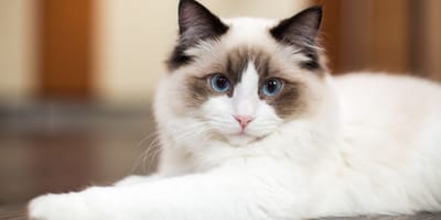 Un chat Ragdoll choisit un endroit improbable pour allaiter ses chatons (et c’est trop mignon)