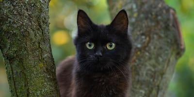 Nach einem Hinweis: Vernachlässigter Kater Boule sucht ein liebevolles Zuhause