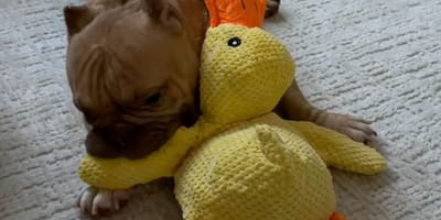 Chien avec une peluche canard