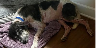 Verwaarloosde hond achtergelaten in tuin ondergaat complete transformatie bij gastgezin