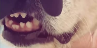 Tierarzt hält eine Hundeschnauze in den Fingern