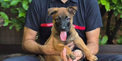 Âgé de 2 mois et demi, ce petit berger entame un destin hors du commun : il rejoint les pompiers