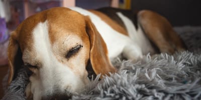 Schoolgirl invents a clever device to stroke dogs when they are left home alone