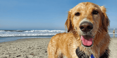 Rule change affecting dog owners at hundreds of beaches comes into force in UK