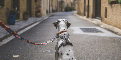 Dalmatian sitting on-lead in street