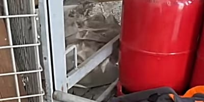 Rettungsaktion im Baumarkt