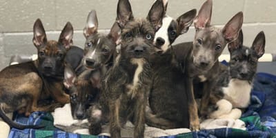 7 chiots
