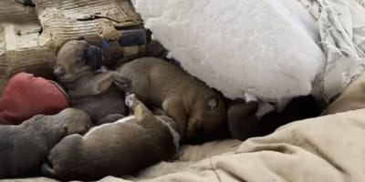 7 chiots abandonnés