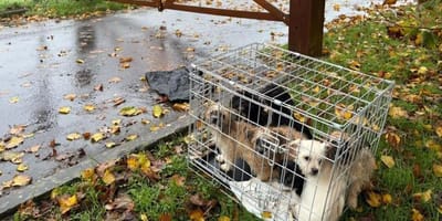 7 puppy's achtergelaten in storm in Engeland