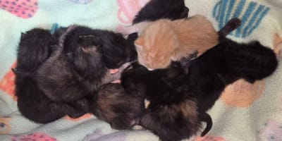 8 chatons abandonnés