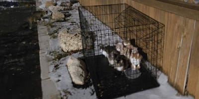 8 chatons enfermés dans une cage