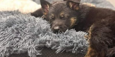 8 Duitse herders in beslag genomen die zwaar verwaarloosd waren