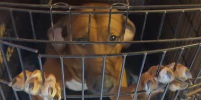 84 honden gered bij voormalig hondenfokker in Overijssel