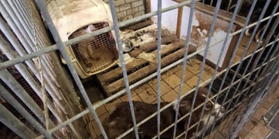 9 honden weggehaald bij fokker in Hulst