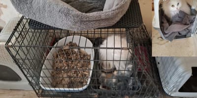 9 zwaar verwaarloosde katten in beslag genomen in Hengelo