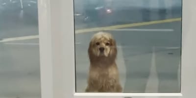 Ein Hund wartet im Regen