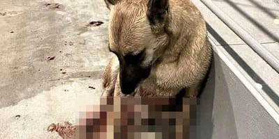 Aangereden hond in Griekenland wordt gered door drietal Nederlanders