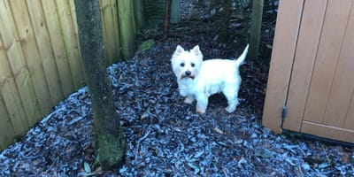 Abbi, the West Highland White Terrier