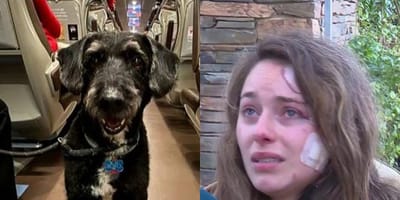 zugunglück-cordoba-hund-vermisst