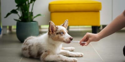 ACM slaat alarm over kosten dierenarts