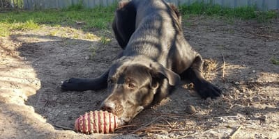 Adoptiehond Nike is op zoek naar een nieuw thuis