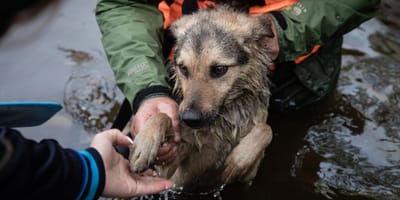 aemet-dana-alice-como-proteger-perro-inundaciones