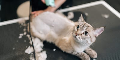 Ängstliche Katze wird rasiert