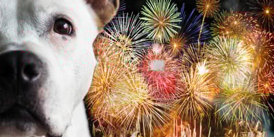 Ängstlicher Hund vor Silvesterfeuerwerk