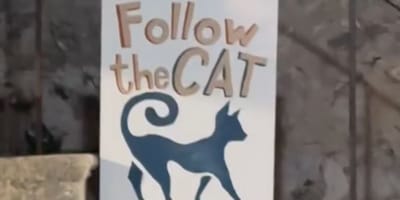 Cartello con un gatto