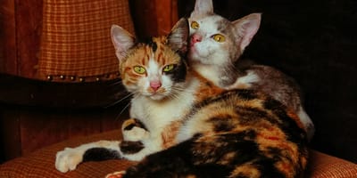 Afrikaanse kattennamen