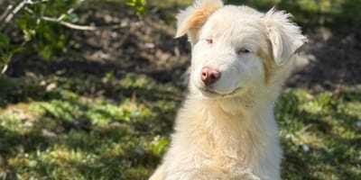 Agathe - Pastor australiano