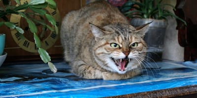 Agresywny kot staje się pieszczochem