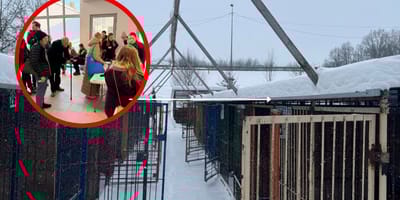 akcja adopcji zwierząt