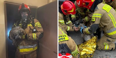 Akcja strażaków- ratowanie zwierząt w pożarze