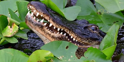 Alligator lauert im Wasser