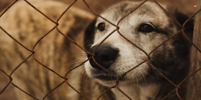 Alter Hund im Tierheim