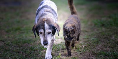 Alter Hund und alte Katze