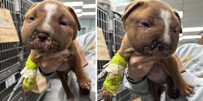 Alvin, cachorro abandonado con acné juvenil